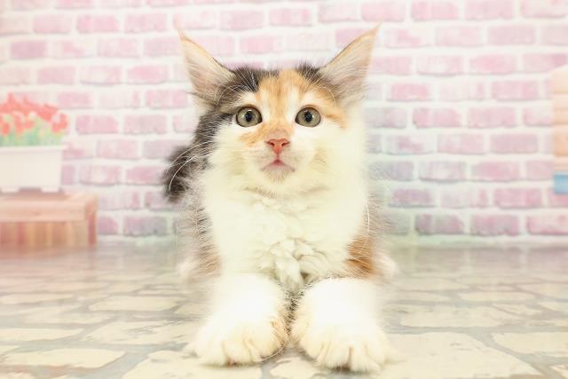 北海道のメインクーン (Coo&RIKU函館店/2025年8月7日生まれ/女の子/キャリコ)の子猫