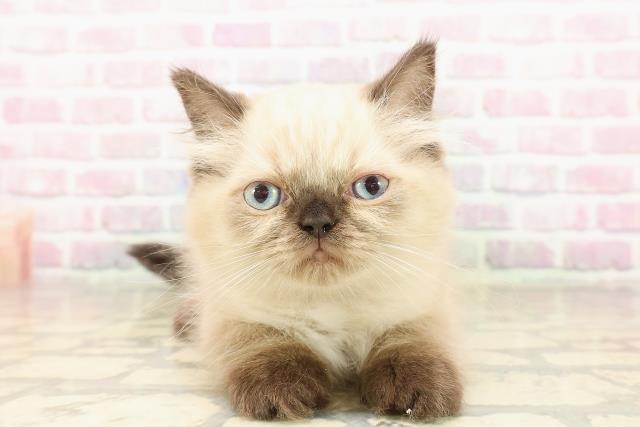 東京都のヒマラヤン (Coo&RIKU浅草店/2025年8月4日生まれ/女の子/シールポイント)の子猫の1枚目の画像