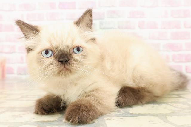 東京都のヒマラヤン (Coo&RIKU浅草店/2025年8月4日生まれ/女の子/シールポイント)の子猫の2枚目の画像