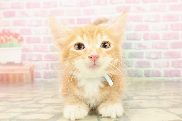 東京都のメインクーン (Coo&RIKU武蔵小山店/2025年8月14日生まれ/男の子/レッドタビーホワイト)の子猫の1枚目の画像