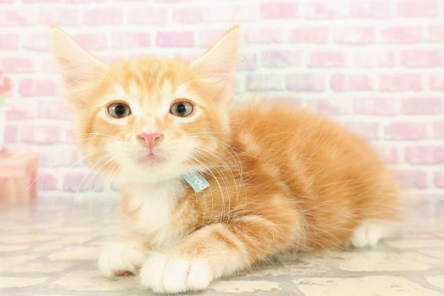 東京都のメインクーン (Coo&RIKU武蔵小山店/2025年8月14日生まれ/男の子/レッドタビーホワイト)の子猫の2枚目の画像