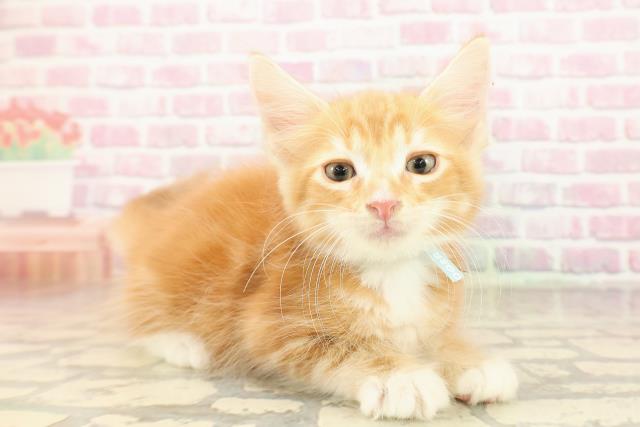 東京都のメインクーン (Coo&RIKU武蔵小山店/2025年8月14日生まれ/男の子/レッドタビーホワイト)の子猫の3枚目の画像