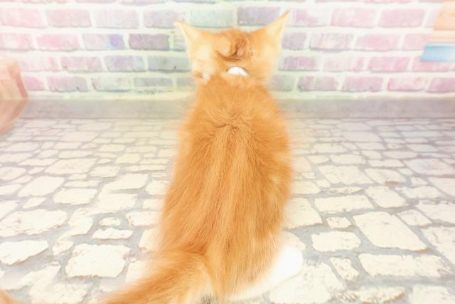 東京都のメインクーン (Coo&RIKU武蔵小山店/2025年8月14日生まれ/男の子/レッドタビーホワイト)の子猫の4枚目の画像