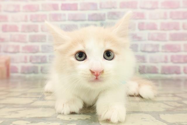 東京都のメインクーン (Coo&RIKU中野サンモール店/2025年8月14日生まれ/男の子/クリームホワイト)の子猫