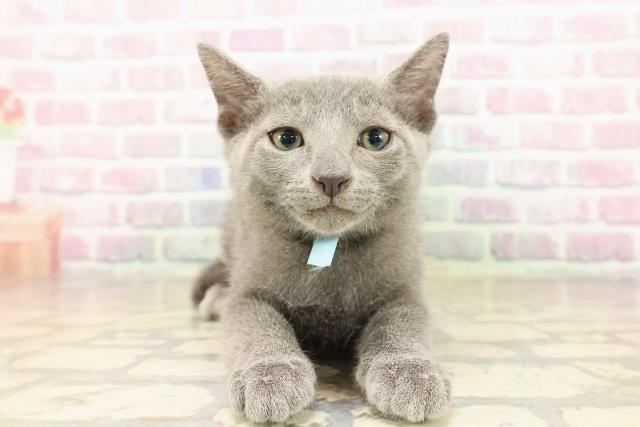 東京都のロシアンブルー (Coo&RIKU浅草店/2025年8月6日生まれ/男の子/ブルー)の子猫の1枚目の画像