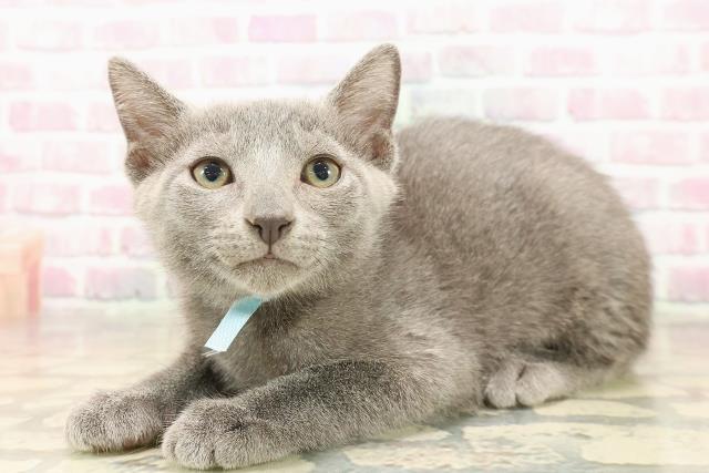 東京都のロシアンブルー (Coo&RIKU浅草店/2025年8月6日生まれ/男の子/ブルー)の子猫の2枚目の画像