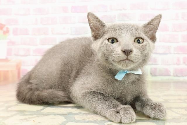東京都のロシアンブルー (Coo&RIKU浅草店/2025年8月6日生まれ/男の子/ブルー)の子猫の3枚目の画像
