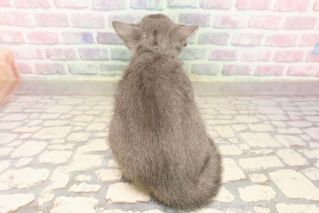 東京都のロシアンブルー (Coo&RIKU浅草店/2025年8月6日生まれ/男の子/ブルー)の子猫の4枚目の画像