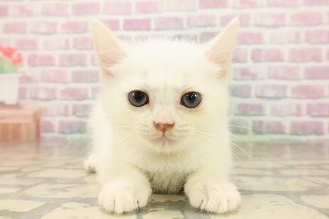 青森県のマンチカン (Coo&RIKU青森店/2025年8月12日生まれ/女の子/ホワイト)の子猫