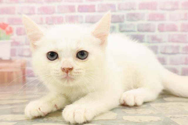 青森県のマンチカン (Coo&RIKU青森店/2025年8月12日生まれ/女の子/ホワイト)の子猫の2枚目の画像