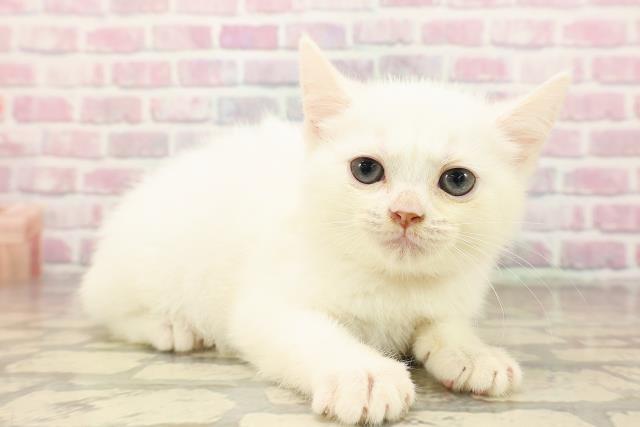 青森県のマンチカン (Coo&RIKU青森店/2025年8月12日生まれ/女の子/ホワイト)の子猫の3枚目の画像