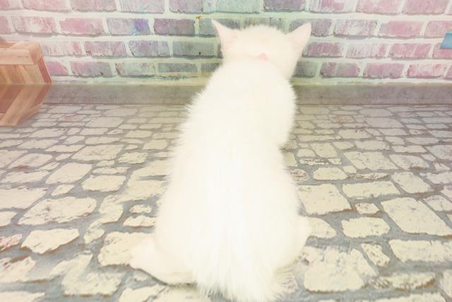 青森県のマンチカン (Coo&RIKU青森店/2025年8月12日生まれ/女の子/ホワイト)の子猫の4枚目の画像