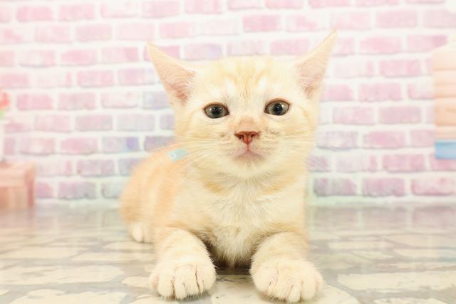 石川県のマンチカン (Coo&RIKUイオン野々市南店/2025年8月12日生まれ/男の子/レッドタビー)の子猫