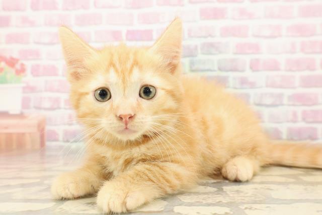 沖縄県のマンチカン (Coo&RIKUイオン北谷店/2025年8月12日生まれ/男の子/レッドタビー)の子猫の2枚目の画像