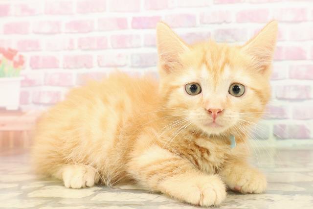 沖縄県のマンチカン (Coo&RIKUイオン北谷店/2025年8月12日生まれ/男の子/レッドタビー)の子猫の3枚目の画像