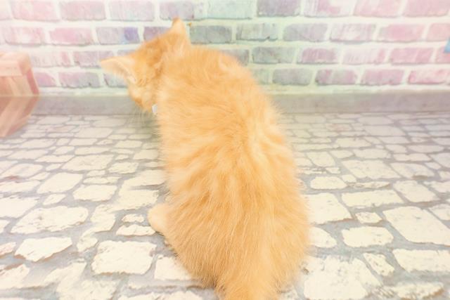 沖縄県のマンチカン (Coo&RIKUイオン北谷店/2025年8月12日生まれ/男の子/レッドタビー)の子猫の4枚目の画像