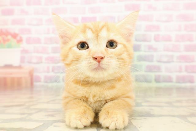 東京都のマンチカン (Coo&RIKU大久保店/2025年8月12日生まれ/女の子/カメオクラシックタビー)の子猫の1枚目の画像