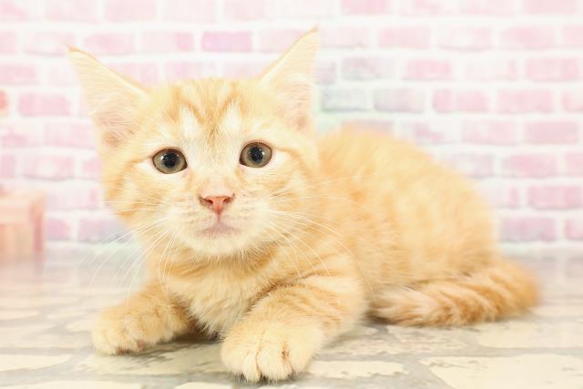 東京都のマンチカン (Coo&RIKU大久保店/2025年8月12日生まれ/女の子/カメオクラシックタビー)の子猫の2枚目の画像