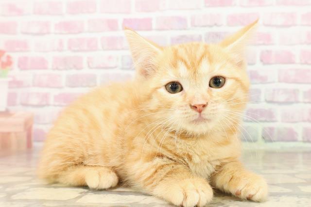 東京都のマンチカン (Coo&RIKU大久保店/2025年8月12日生まれ/女の子/カメオクラシックタビー)の子猫の3枚目の画像