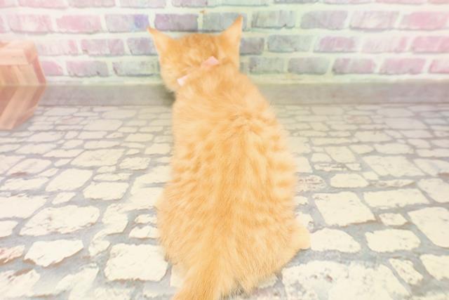 東京都のマンチカン (Coo&RIKU大久保店/2025年8月12日生まれ/女の子/カメオクラシックタビー)の子猫の4枚目の画像
