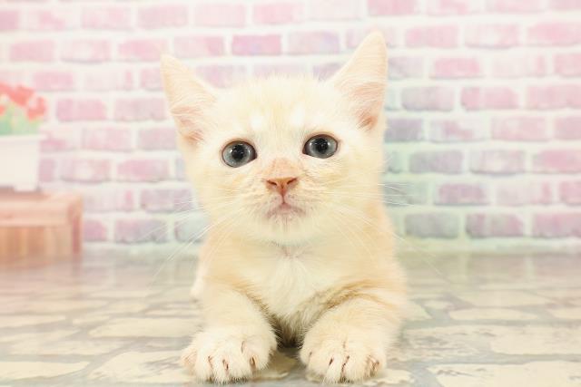 東京都のマンチカン (Coo&RIKU浅草店/2025年8月12日生まれ/男の子/カメオクラシックタビー)の子猫の1枚目の画像