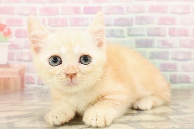 東京都のマンチカン (Coo&RIKU浅草店/2025年8月12日生まれ/男の子/カメオクラシックタビー)の子猫の2枚目の画像