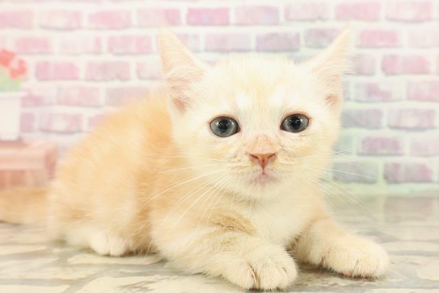 東京都のマンチカン (Coo&RIKU浅草店/2025年8月12日生まれ/男の子/カメオクラシックタビー)の子猫の3枚目の画像