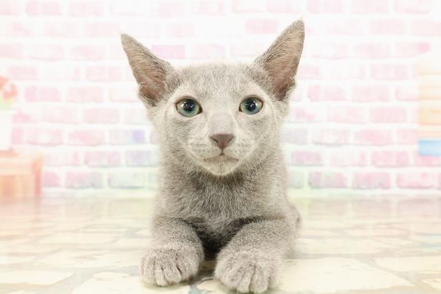 沖縄県のロシアンブルー (Coo&RIKUイーアス沖縄豊崎店/2025年7月29日生まれ/男の子/ブルー)の子猫の1枚目の画像
