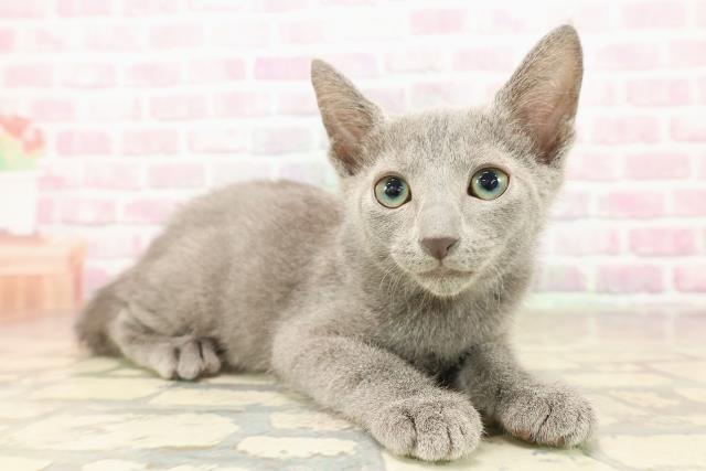 沖縄県のロシアンブルー (Coo&RIKUイーアス沖縄豊崎店/2025年7月29日生まれ/男の子/ブルー)の子猫の3枚目の画像