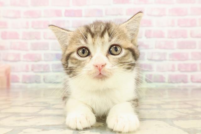 青森県のマンチカン (Coo&RIKU弘前店/2025年8月17日生まれ/男の子/ブラウンタビーホワイト)の子猫の1枚目の画像