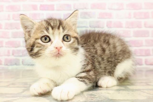 青森県のマンチカン (Coo&RIKU弘前店/2025年8月17日生まれ/男の子/ブラウンタビーホワイト)の子猫の2枚目の画像