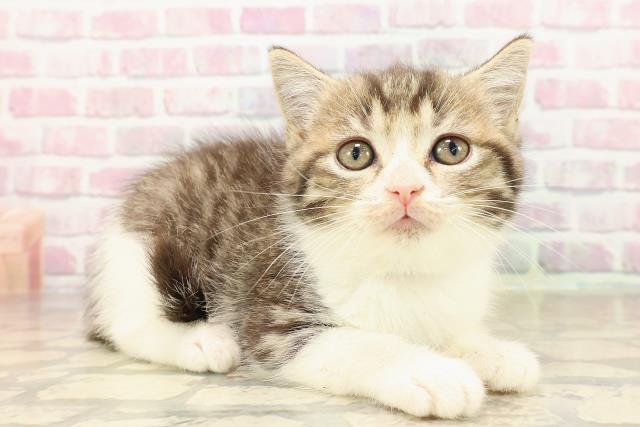 青森県のマンチカン (Coo&RIKU弘前店/2025年8月17日生まれ/男の子/ブラウンタビーホワイト)の子猫の3枚目の画像