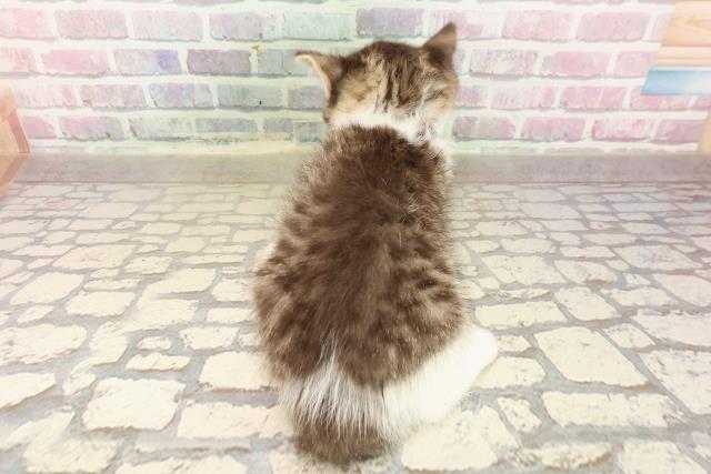 青森県のマンチカン (Coo&RIKU弘前店/2025年8月17日生まれ/男の子/ブラウンタビーホワイト)の子猫の4枚目の画像