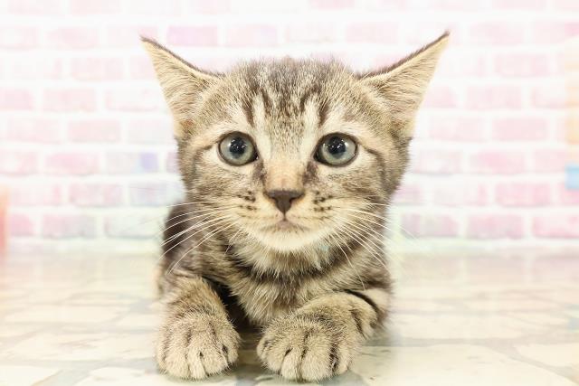 秋田県のマンチカン (Coo&RIKU秋田店/2025年8月17日生まれ/男の子/ブラウンタビー)の子猫の1枚目の画像