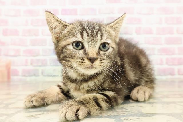 秋田県のマンチカン (Coo&RIKU秋田店/2025年8月17日生まれ/男の子/ブラウンタビー)の子猫の2枚目の画像