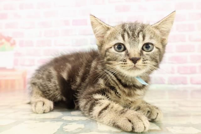 秋田県のマンチカン (Coo&RIKU秋田店/2025年8月17日生まれ/男の子/ブラウンタビー)の子猫の3枚目の画像