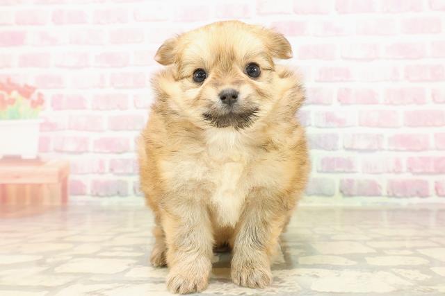 東京都のポメチワ/チワポメ/ポメチー(ポメラニアン×チワワ) (Coo&RIKU下北沢店/2025年8月15日生まれ/女の子/オレンジ)の子犬の1枚目の画像