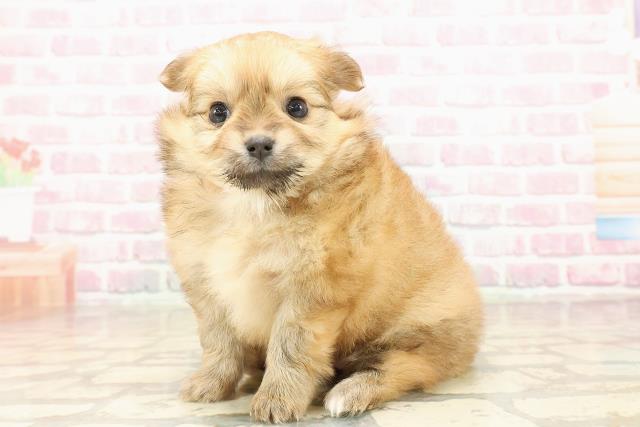 東京都のポメチワ/チワポメ/ポメチー(ポメラニアン×チワワ) (Coo&RIKU下北沢店/2025年8月15日生まれ/女の子/オレンジ)の子犬の2枚目の画像