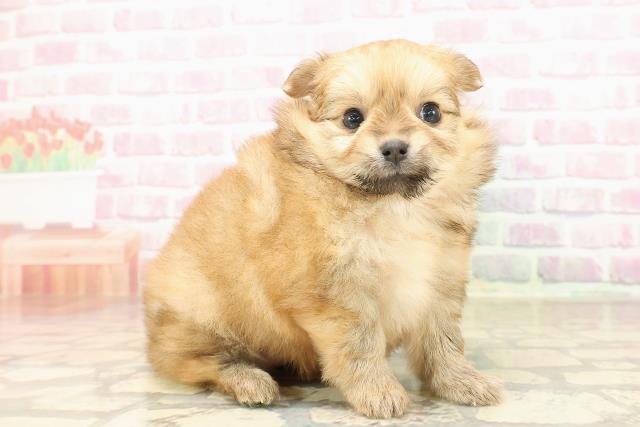 東京都のポメチワ/チワポメ/ポメチー(ポメラニアン×チワワ) (Coo&RIKU下北沢店/2025年8月15日生まれ/女の子/オレンジ)の子犬の3枚目の画像