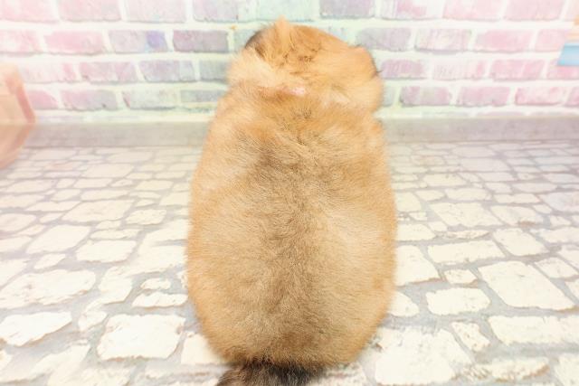 東京都のポメチワ/チワポメ/ポメチー(ポメラニアン×チワワ) (Coo&RIKU下北沢店/2025年8月15日生まれ/女の子/オレンジ)の子犬の4枚目の画像