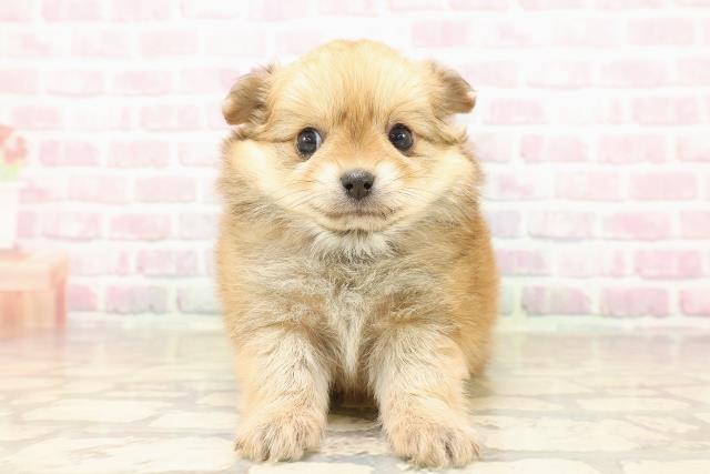 東京都のポメチワ/チワポメ/ポメチー(ポメラニアン×チワワ) (Coo&RIKU中野サンモール店/2025年8月15日生まれ/女の子/オレンジ)の子犬の1枚目の画像