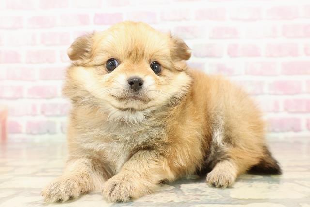 東京都のポメチワ/チワポメ/ポメチー(ポメラニアン×チワワ) (Coo&RIKU中野サンモール店/2025年8月15日生まれ/女の子/オレンジ)の子犬の2枚目の画像