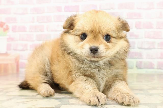 東京都のポメチワ/チワポメ/ポメチー(ポメラニアン×チワワ) (Coo&RIKU中野サンモール店/2025年8月15日生まれ/女の子/オレンジ)の子犬の3枚目の画像