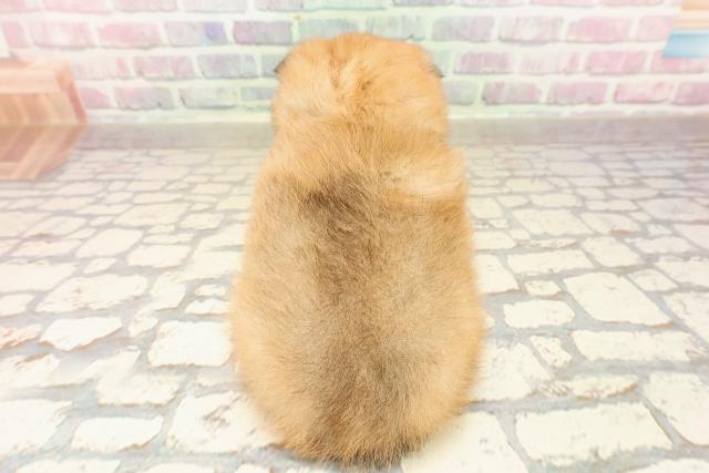 東京都のポメチワ/チワポメ/ポメチー(ポメラニアン×チワワ) (Coo&RIKU中野サンモール店/2025年8月15日生まれ/女の子/オレンジ)の子犬の4枚目の画像