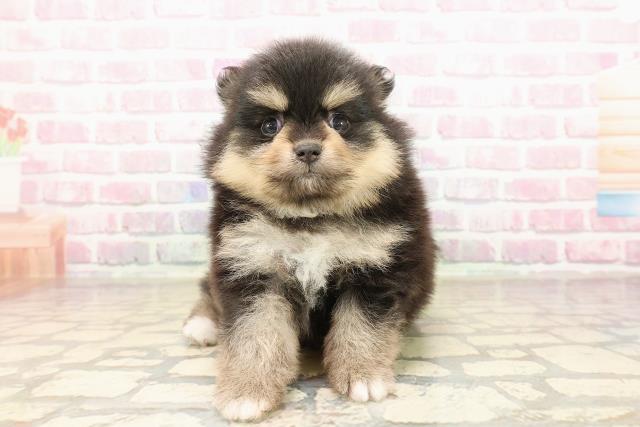 東京都のポメラニアン (Coo&RIKU池袋西口店/2025年8月13日生まれ/女の子/ブラックタン)の子犬の1枚目の画像
