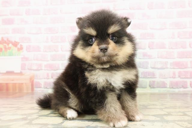 東京都のポメラニアン (Coo&RIKU池袋西口店/2025年8月13日生まれ/女の子/ブラックタン)の子犬の3枚目の画像