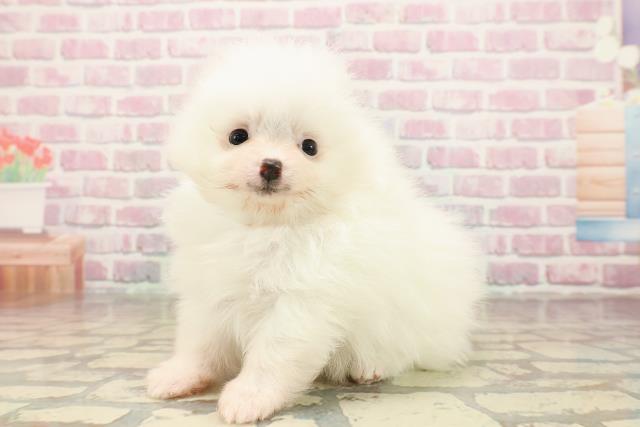 東京都のポメラニアン (Coo&RIKUフレスポ住吉店/2025年8月8日生まれ/男の子/ホワイト)の子犬の2枚目の画像