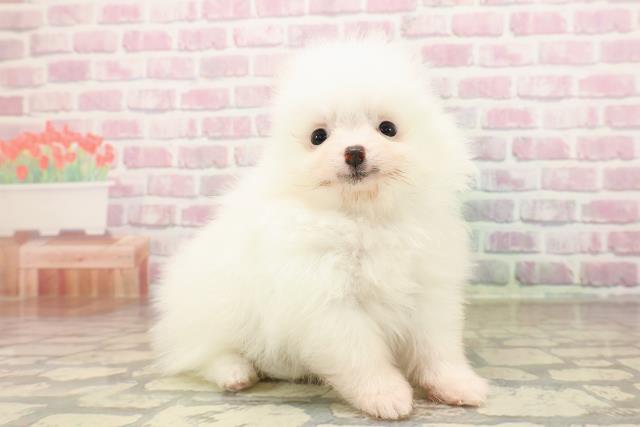 東京都のポメラニアン (Coo&RIKUフレスポ住吉店/2025年8月8日生まれ/男の子/ホワイト)の子犬の3枚目の画像