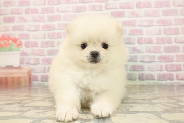神奈川県のポメラニアン (Coo&RIKUパウ川崎店/2025年8月16日生まれ/女の子/クリーム)の子犬の1枚目の画像
