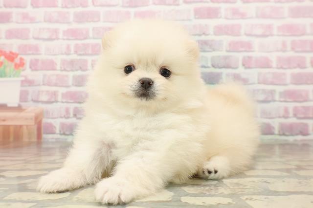 神奈川県のポメラニアン (Coo&RIKUパウ川崎店/2025年8月16日生まれ/女の子/クリーム)の子犬の2枚目の画像